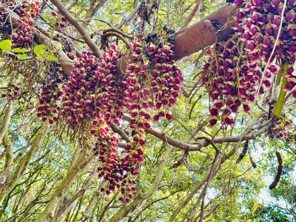 草尾嶺血藤滿山開3019005