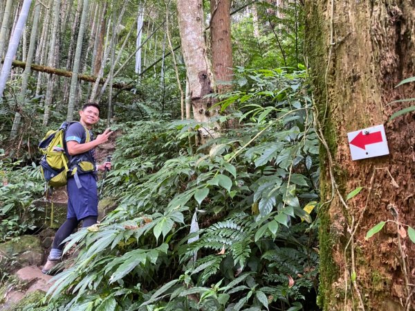 溪頭鳳凰山【過關斬將 登上山巔變鳳凰】1168896