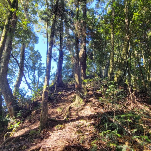 溪頭鳳凰山隆田線（小百岳）2350880