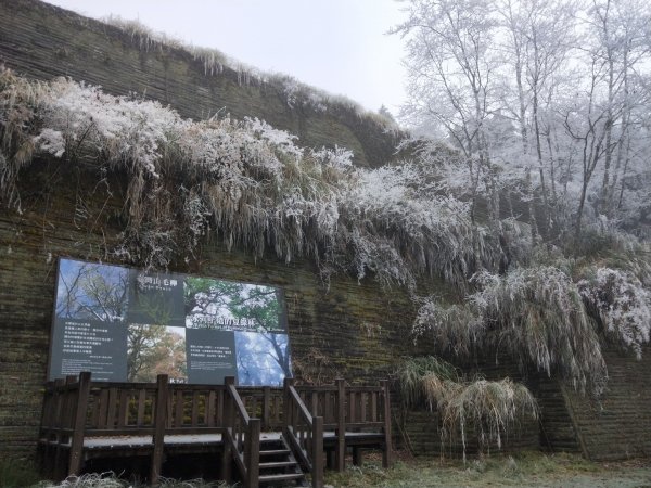 太平山第一場雪【台灣山毛櫸國家步道】1223203