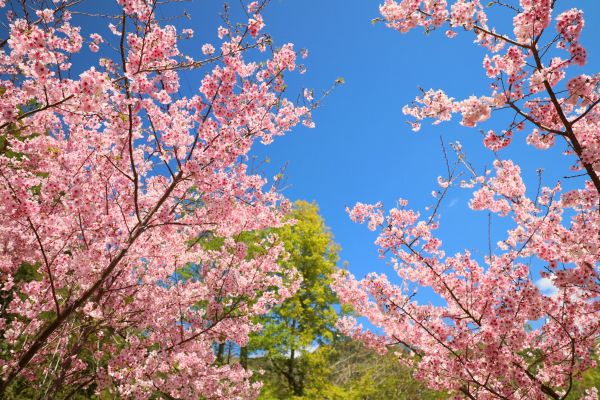 拉拉山的櫻花286563