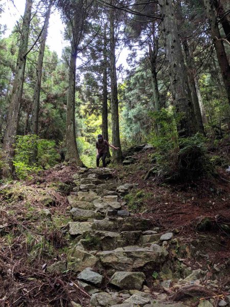 觀霧榛山登山步道912954