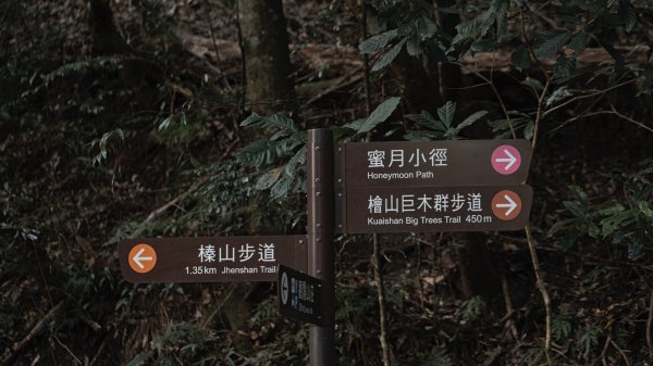 絕美的迷霧森林｜觀霧榛山步道2670052