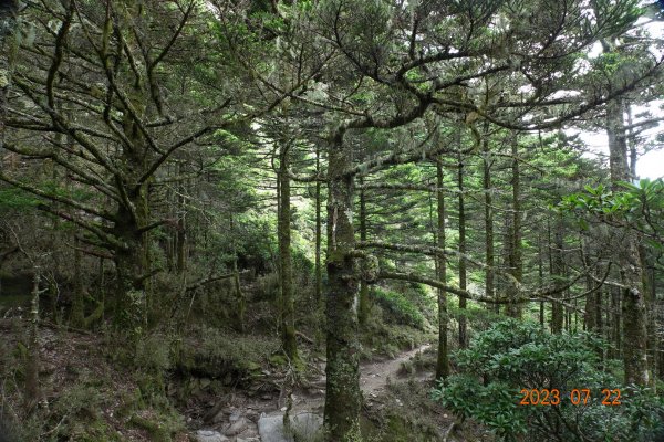 臺東 海瑞 三叉山、嘉明湖2229123