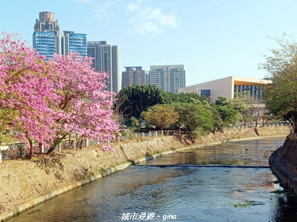 【苗栗獅潭】天晴賞花趣。 協雲宮櫻花步道x獅潭鄉神秘小徑x獅潭義民廟x銅鑼炮仗花海公園2999169
