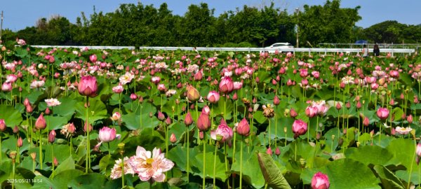 金山清水濕地 5/31 #牡丹蓮 #香水蓮2799981