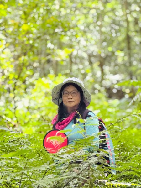 八五山古道賞九穹奇樹 尋鳥嘴下山（煤源山）2803331