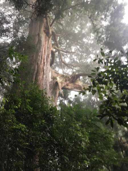觀霧檜山巨木森林步道171780