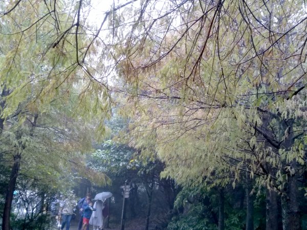 陽明山東段754245