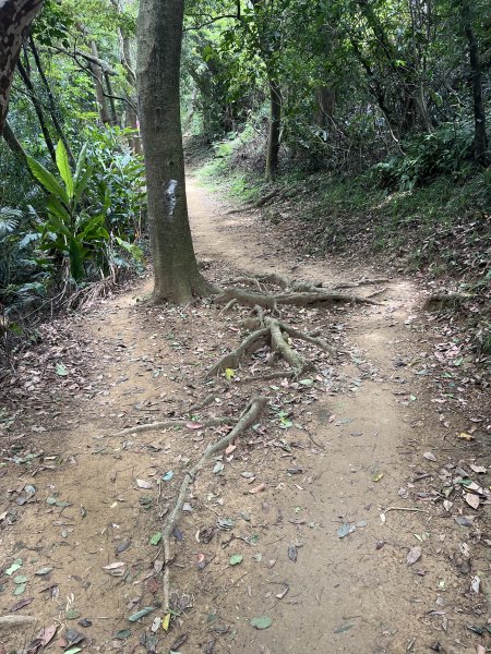 [微笑山線_第一段] 2025_0720 大棟山系_青龍嶺2843487