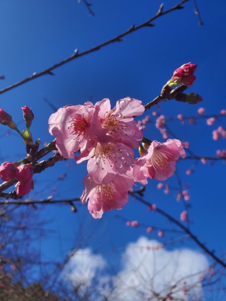 藤枝山+櫻花公園賞櫻花798365