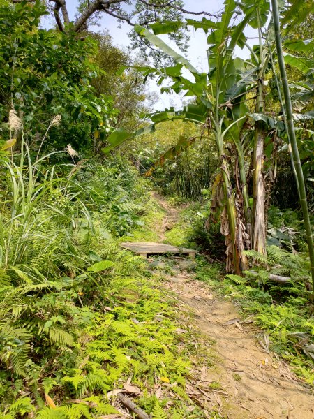 大棟山縱走(鶯歌上山佳下)1319270