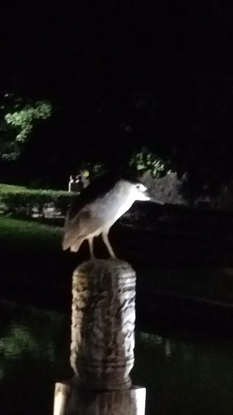 碧湖公園步道2082225