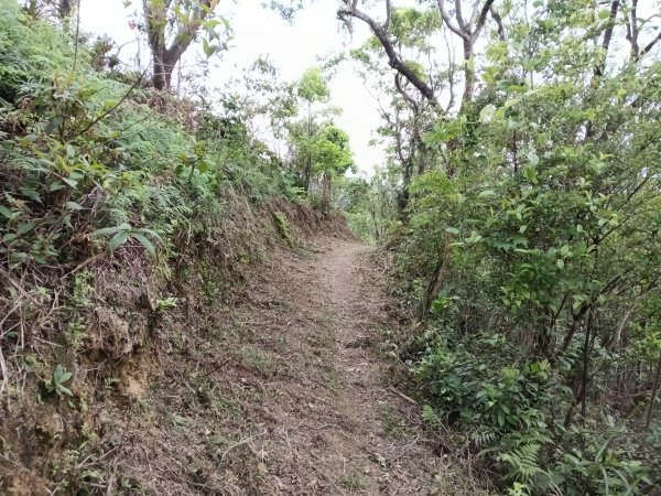 平溪區淡蘭山徑-平湖西步道+內平林山+東步道O型2769923