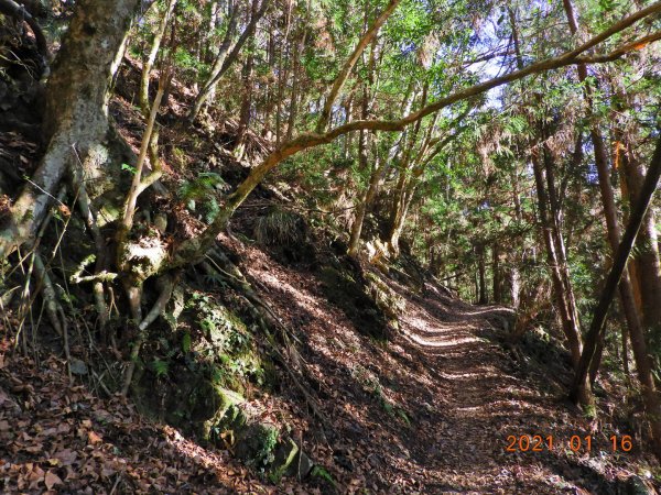 新竹 五峰 霞喀羅大山(石鹿大山)1238083