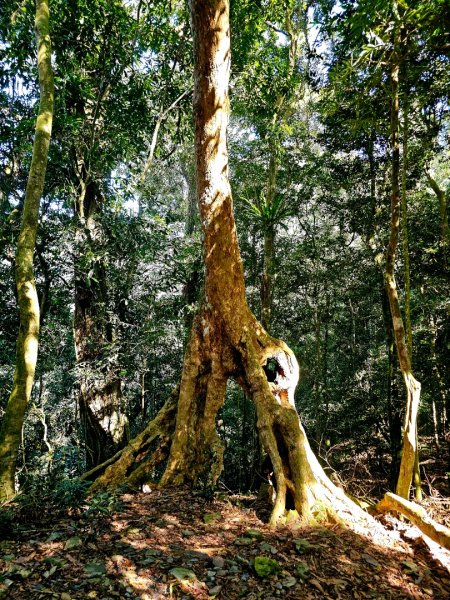 鳴海山-小百岳#71-高雄市茂林區2930865