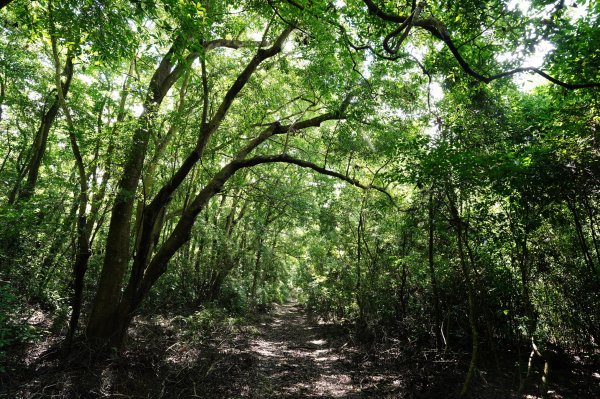 苗栗 三義 枕頭山、南片山2801759