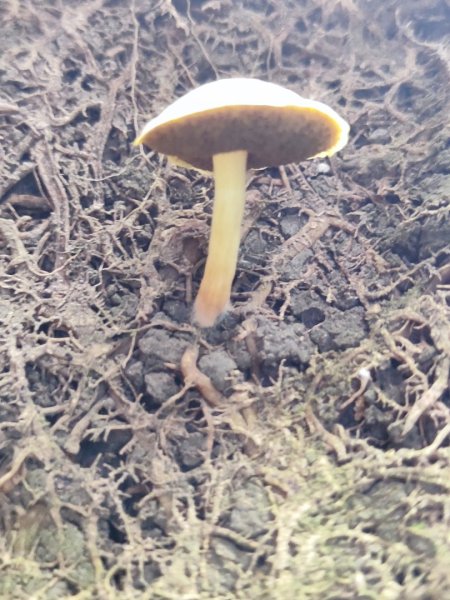 微笑山線之望月亭段2849015