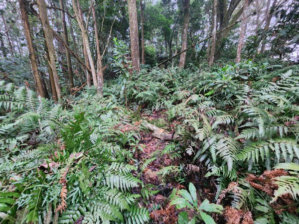 20260208五分寮頂山內大坪山石硬山O型3005244