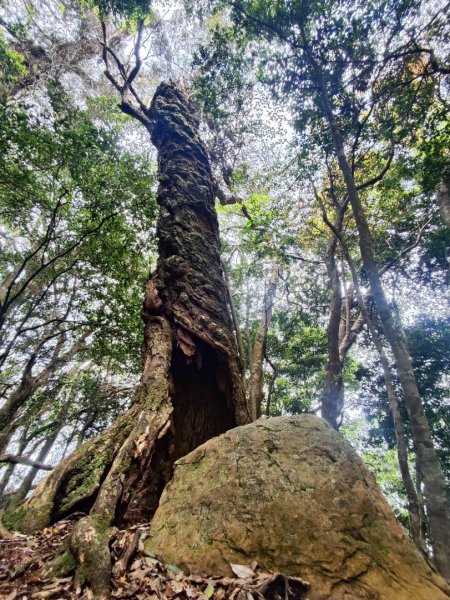 加里山（大坪登山口-杜鵑嶺-避難小屋）2767768