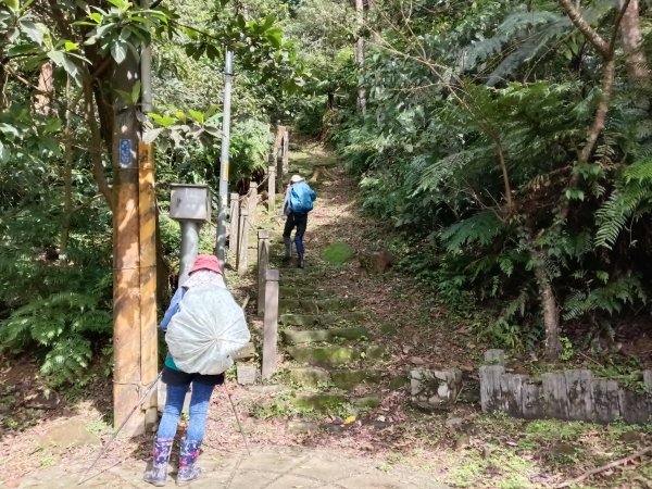 汐止區大尖山櫻花+秀峰瀑布O型3009381