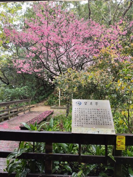 微笑山線：【天上山系】望月亭桐花段3001585