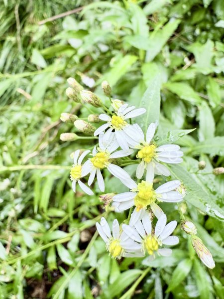 雙流帽子山悠遊  2025.01.032688548