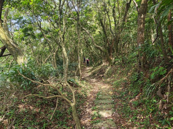 [淡蘭古道] 2026_0502 北路第二段_雞母嶺古道3047949