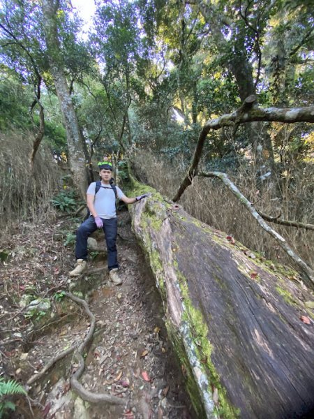 苗栗_大坪出發~杜鵑嶺/加里山1485807