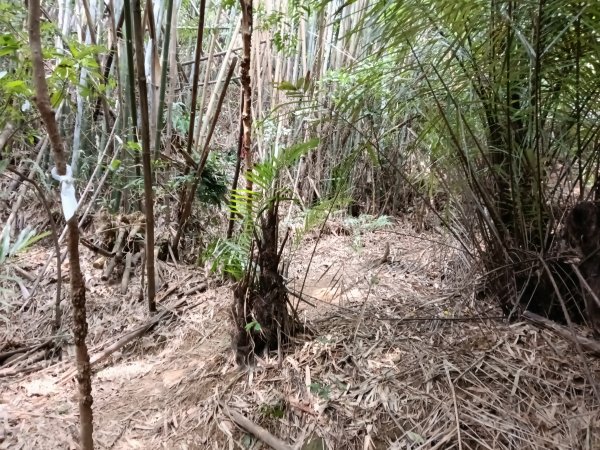 寶山鄉寶山水庫(寶山東峰+中峰+中西峰+西峰+西北峰)+尖山O型3012562