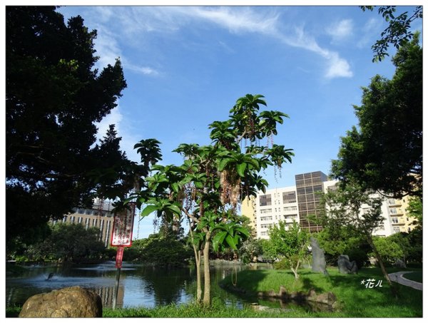 穗花棋盤腳花開1753755