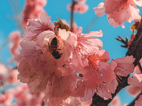 【春宴】百花盛開、櫻花雨1609419