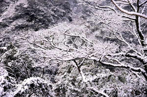 童話世界..東眼山森林遊樂區29002