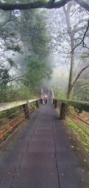 2023-11-25溪頭鳳凰山步道2361026