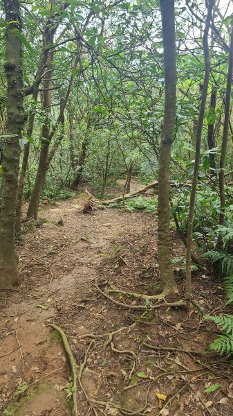 2025-01232淡蘭古道北二段(燦光寮古道到澳底)2696667