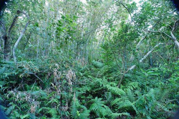 新北 三峽 內詩朗山、金平山2950926