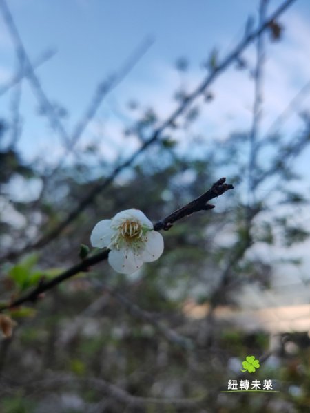 崁頭山漫遊818184