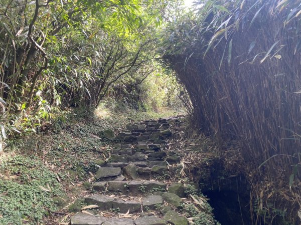 浪漫芒草伴行登頂第一個小百岳七星山1147691