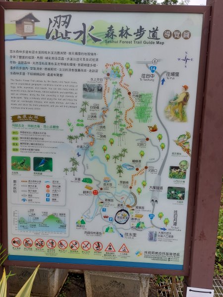 一日魚池三步道：澀水森林步道、魚池尖登山步道、金龍山步道202207021803878