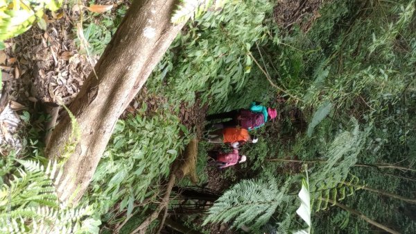 逐鹿卡保山賞一葉蘭2760877