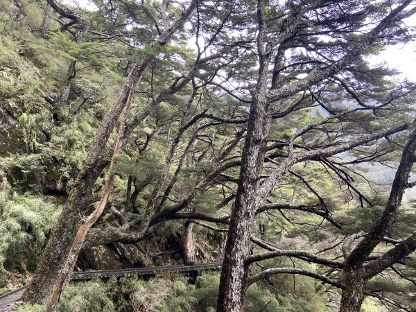 20230515-16玉山前西峰+遠望雨中的主東北2436679