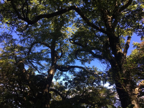 鳥結o. (內鳥嘴、那是山2595873
