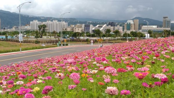 台北新亮點!關渡新花現!161587