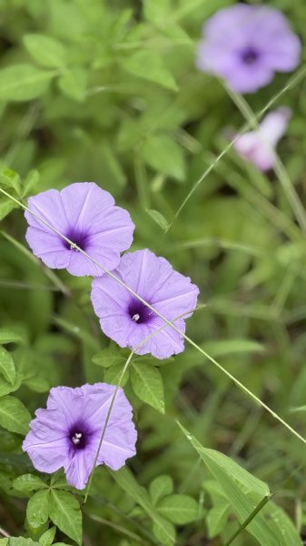 多元化的文山森林公園|天空步道|趣探險之丘|峯花雪月2834951