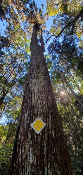 谷關七雄老大-八仙山谷關七雄主峰步道2361218