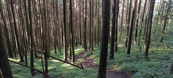 20231207_大隘山+五指山橫向步道2370606