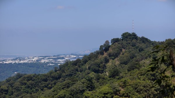 【台灣健行】相思木上的漫步，踏碎微光與樹影 - 大坑3132343