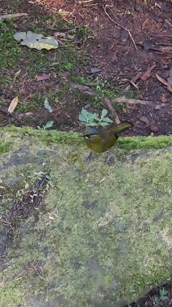 溪頭自然教育園區2938873