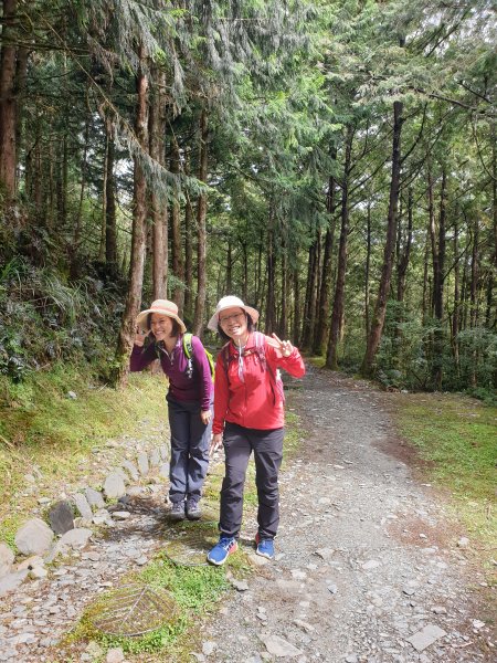 台灣山毛櫸步道704261