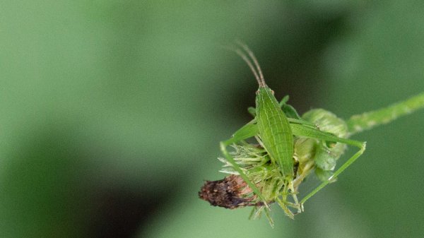 台北大縱走第七段 指南宮千階步道-樟山寺1742836